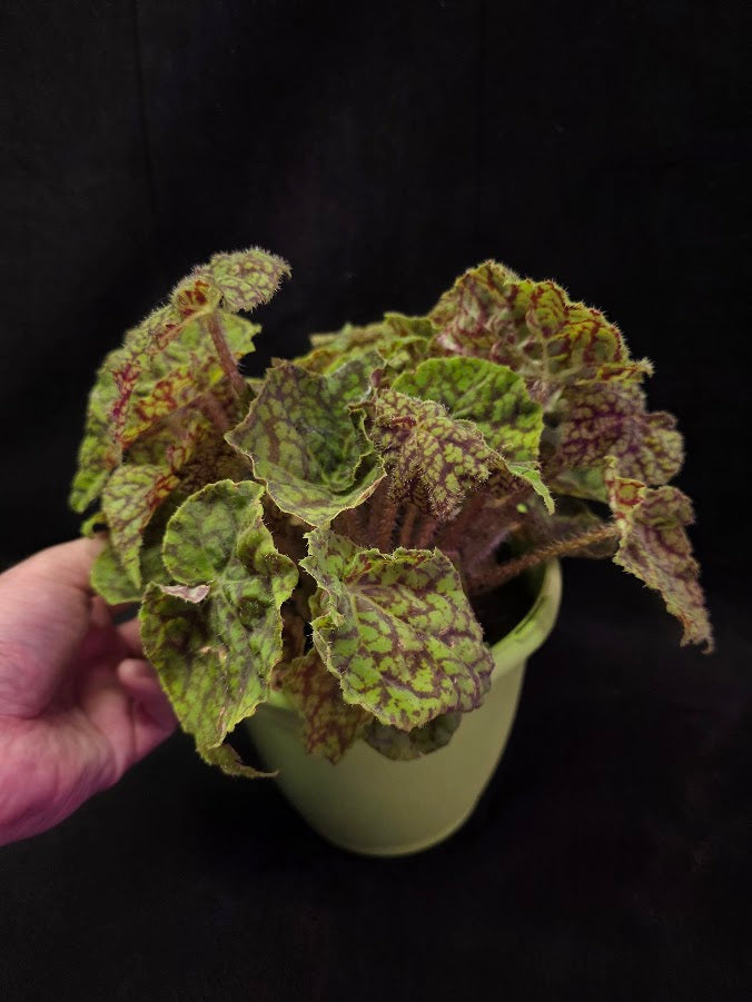 Begonia x Rex Cultorum Shadow King Rex Vintage Love #03