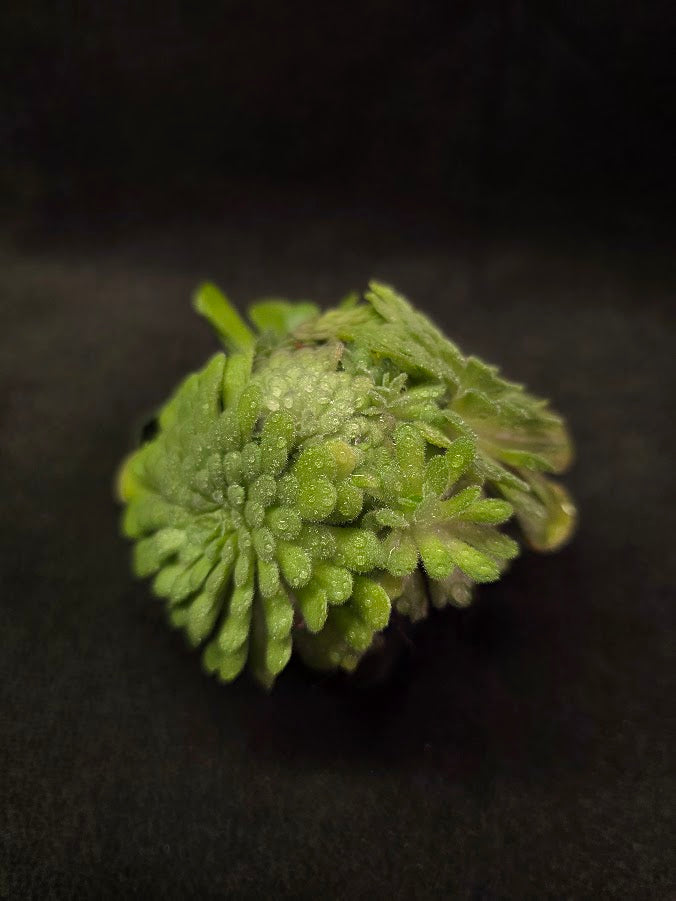 Pinguicula Cyclosecta #01