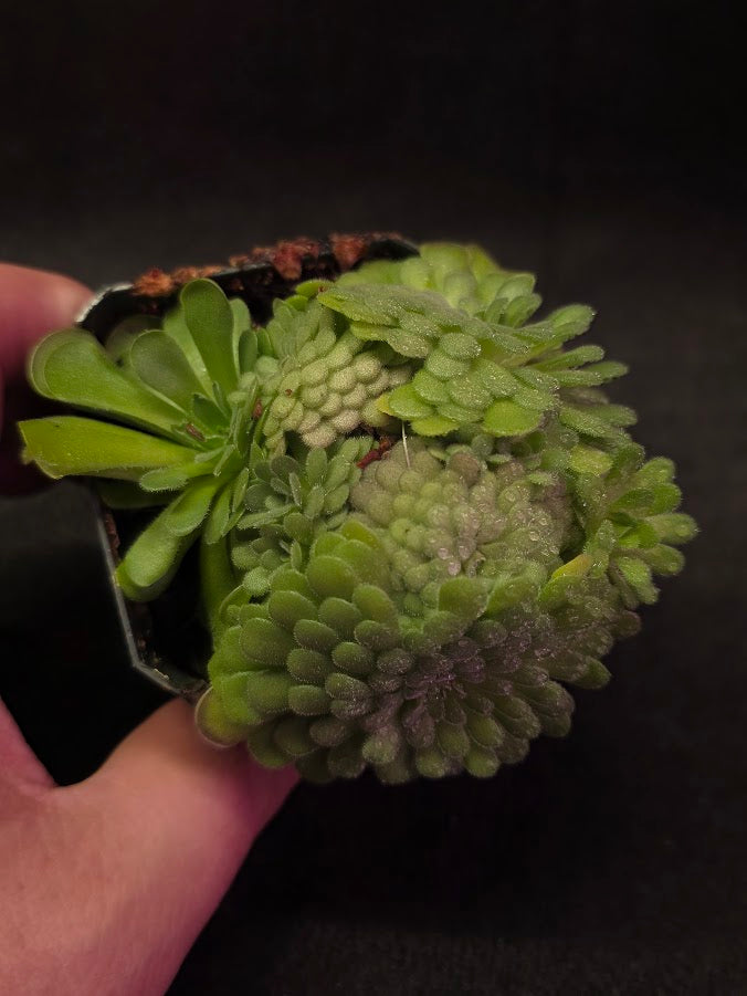 Pinguicula Cyclosecta #01