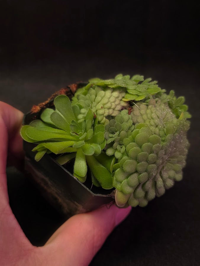 Pinguicula Cyclosecta #01