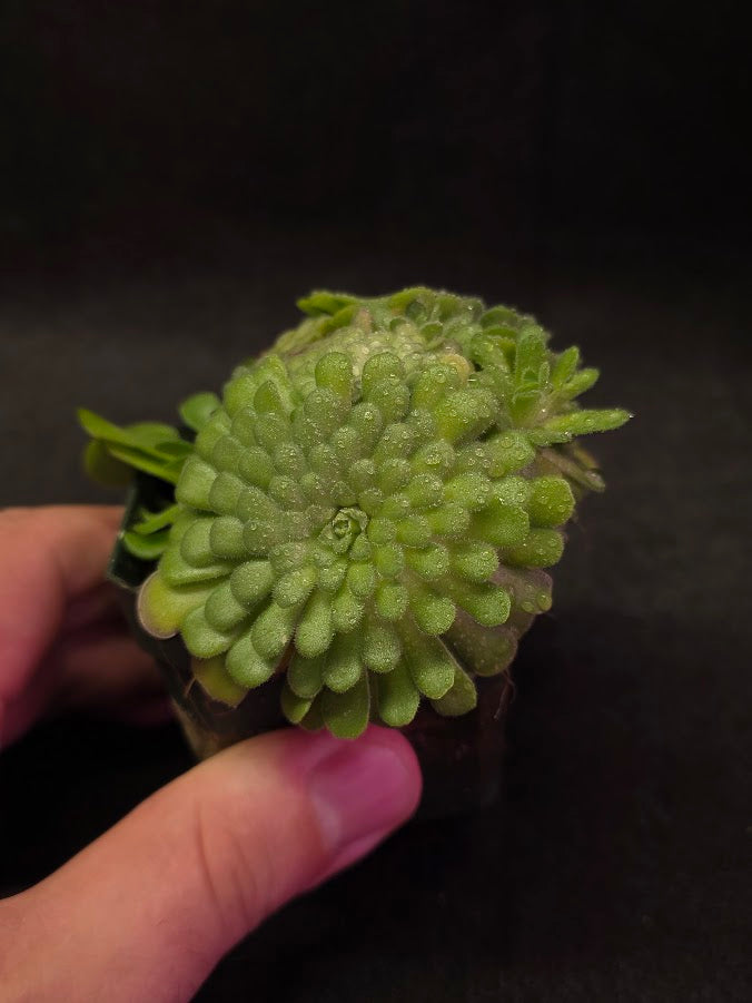 Pinguicula Cyclosecta #01