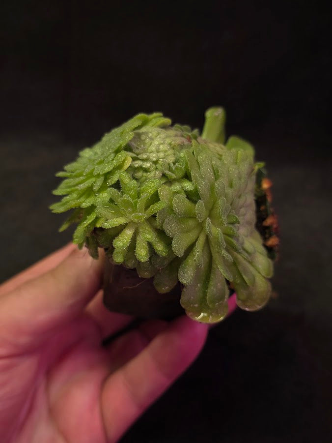 Pinguicula Cyclosecta #01