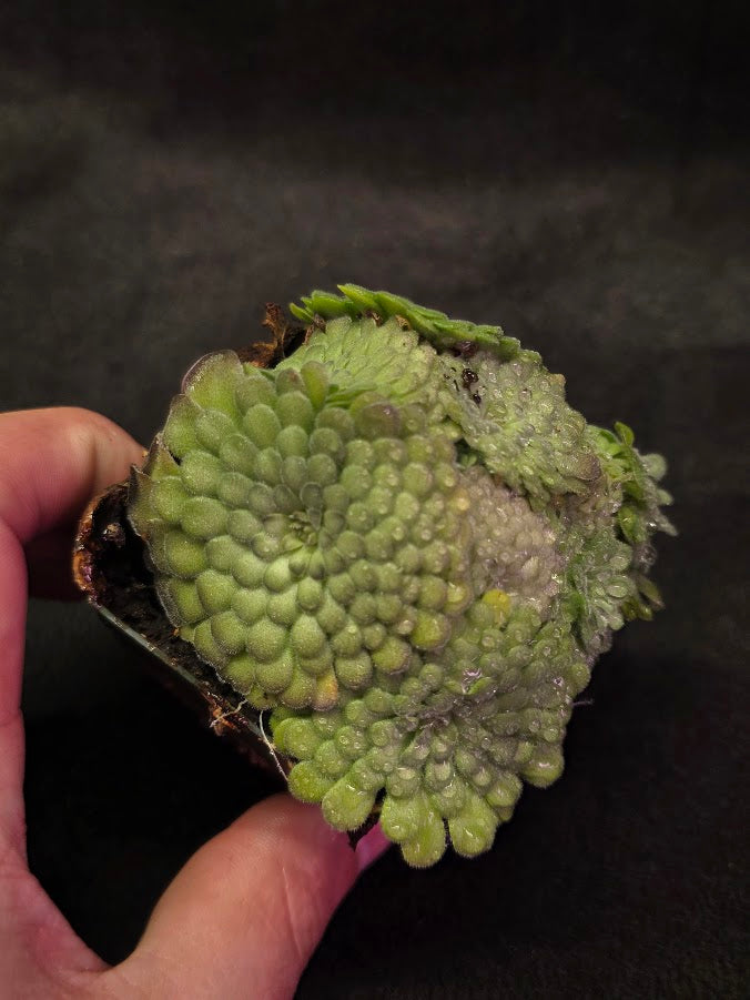 Pinguicula Cyclosecta #02