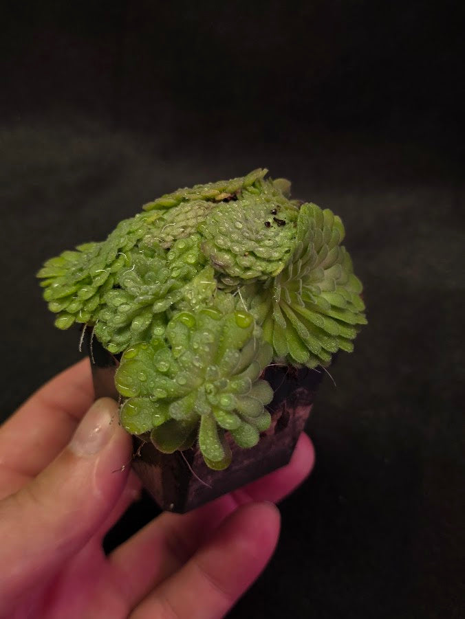 Pinguicula Cyclosecta #02