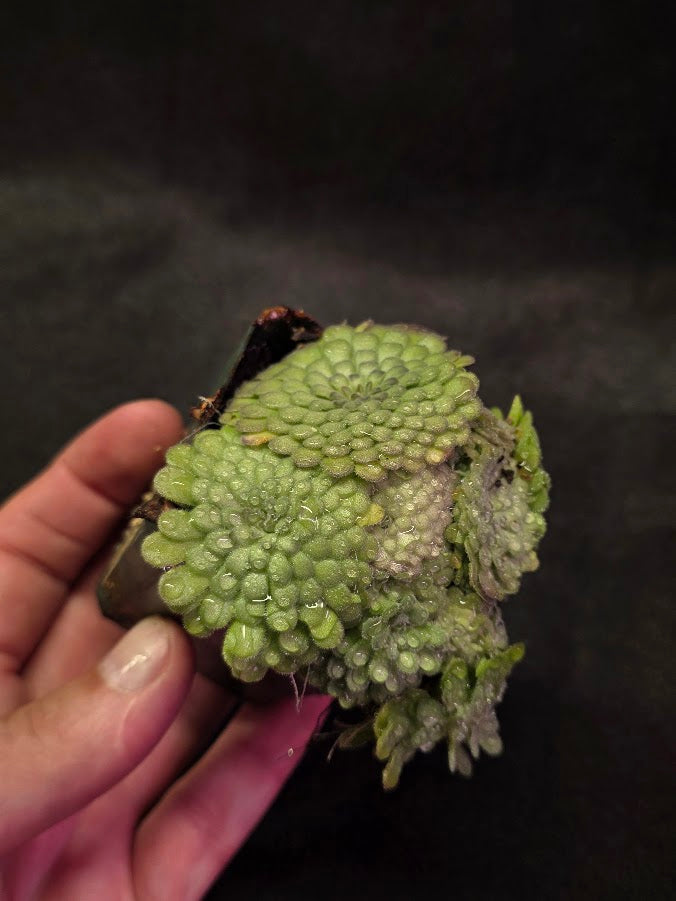 Pinguicula Cyclosecta #02