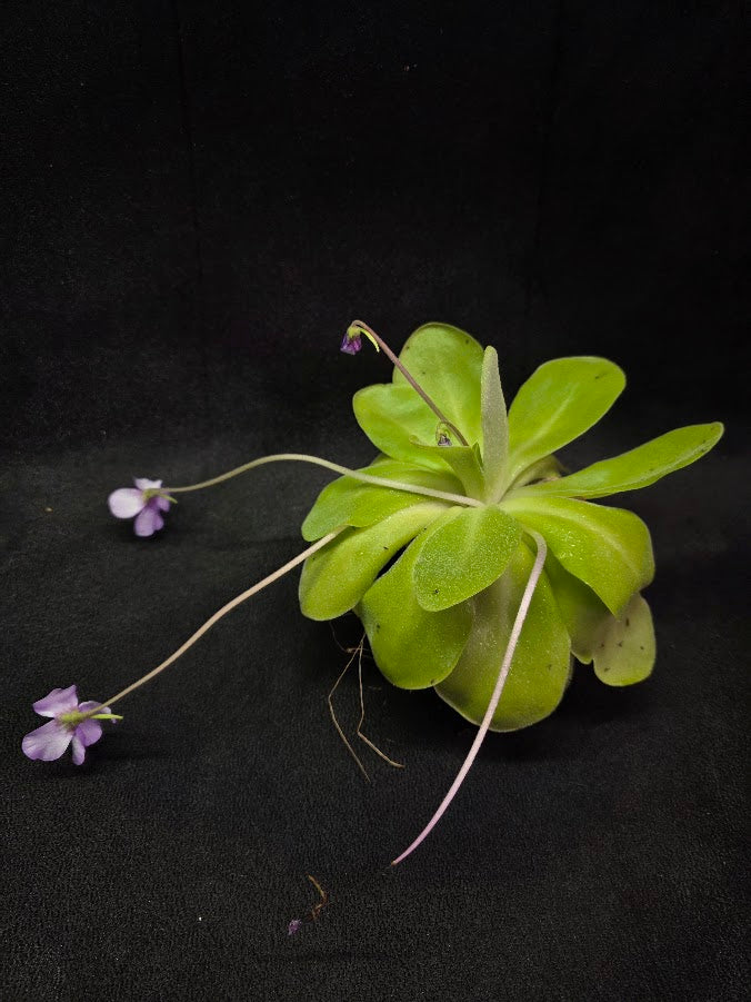 Pinguicula Bugbane #01