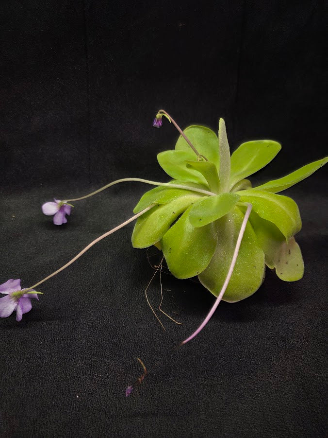 Pinguicula Bugbane #01