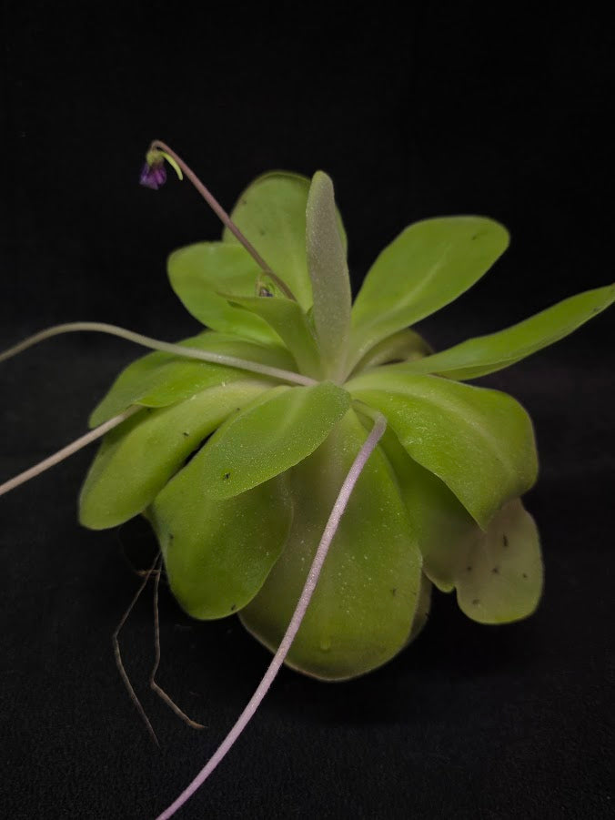 Pinguicula Bugbane #01