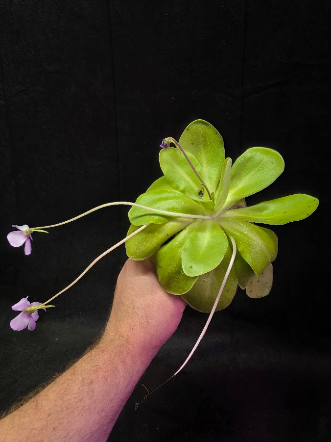 Pinguicula Bugbane #01