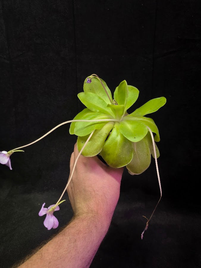 Pinguicula Bugbane #01