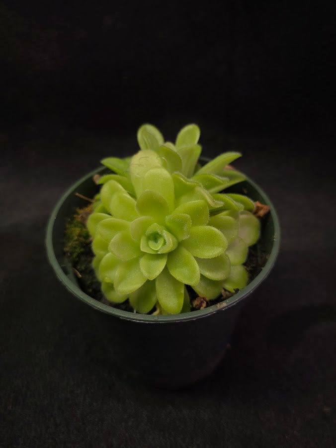 Pinguicula Agnata True Blue #01