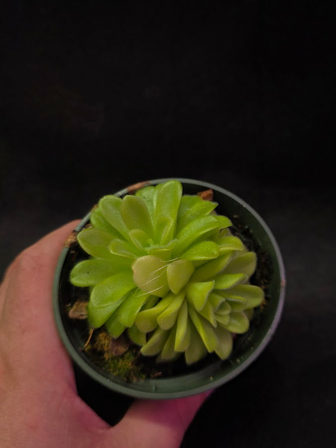 Pinguicula Agnata True Blue #01
