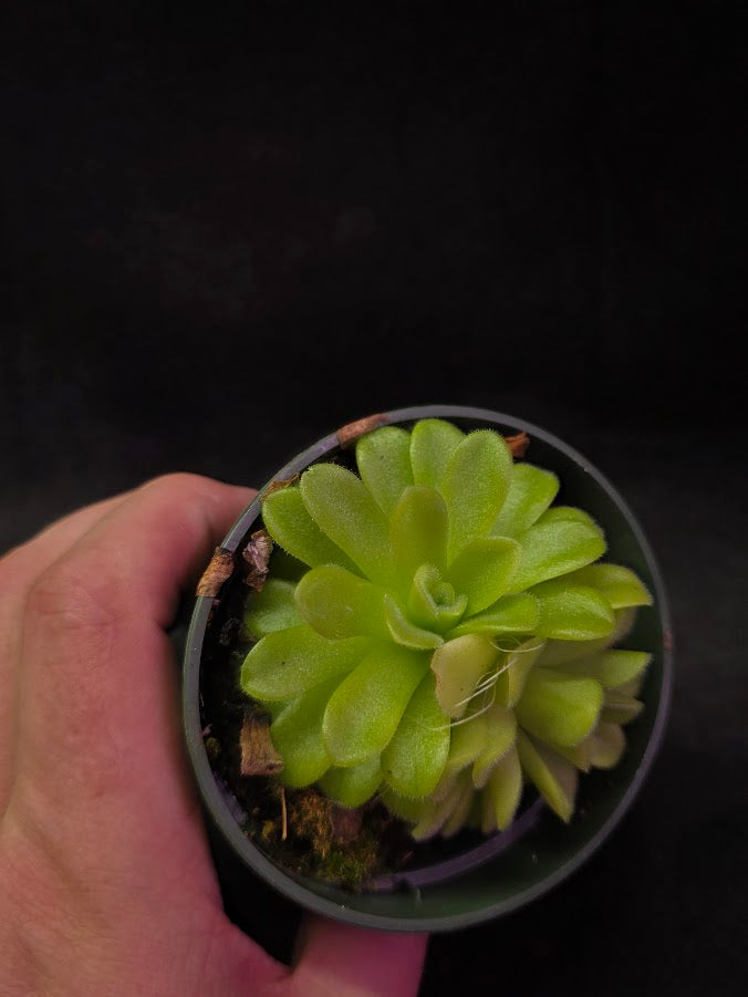 Pinguicula Agnata True Blue #01
