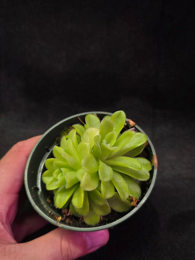Pinguicula Agnata True Blue #01