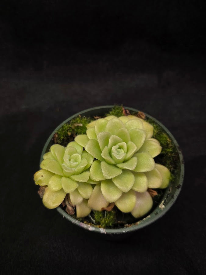 Pinguicula Agnata True Blue #02