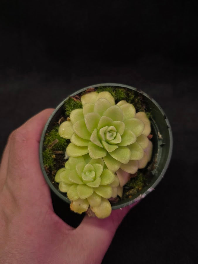 Pinguicula Agnata True Blue #02