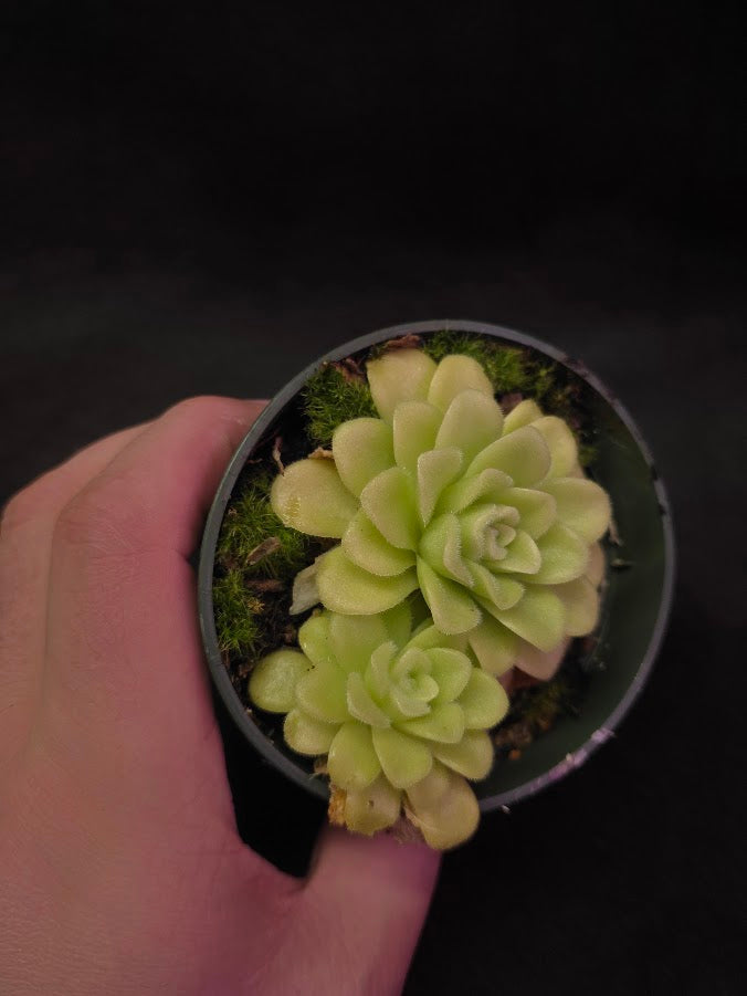 Pinguicula Agnata True Blue #02
