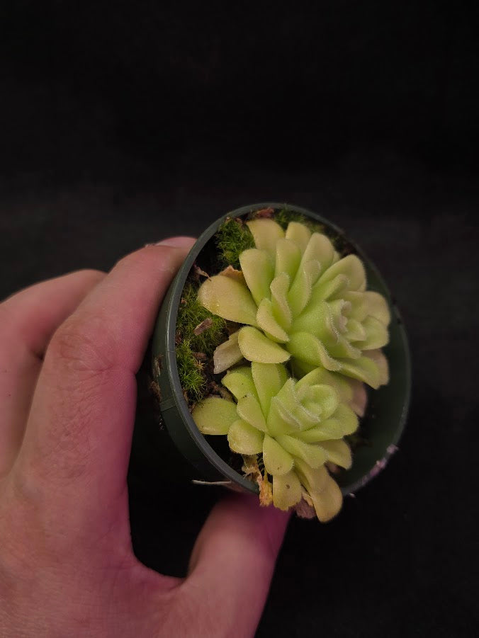 Pinguicula Agnata True Blue #02