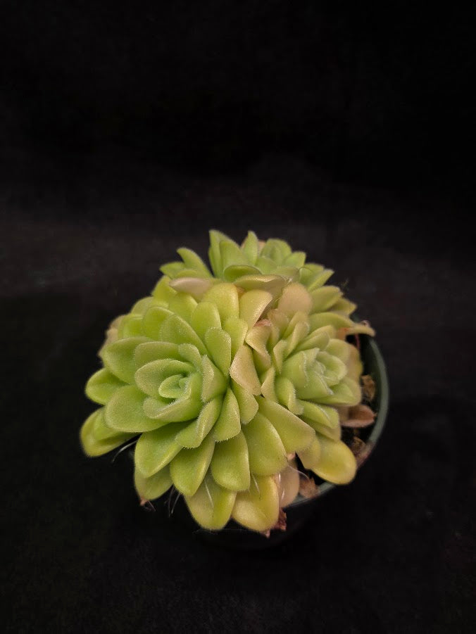 Pinguicula Agnata True Blue #03