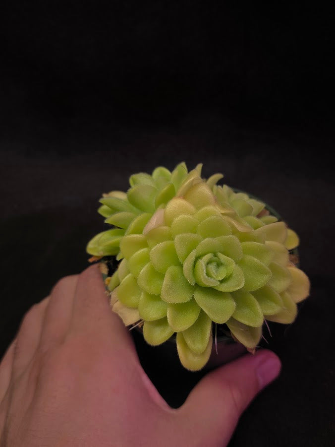 Pinguicula Agnata True Blue #03