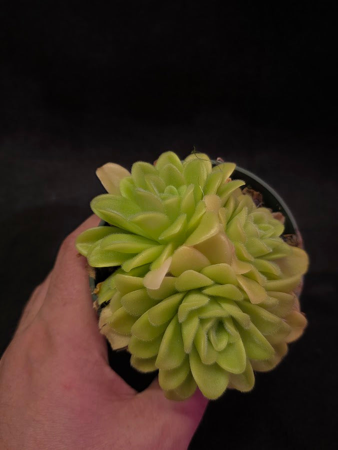 Pinguicula Agnata True Blue #03