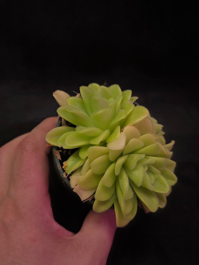 Pinguicula Agnata True Blue #03