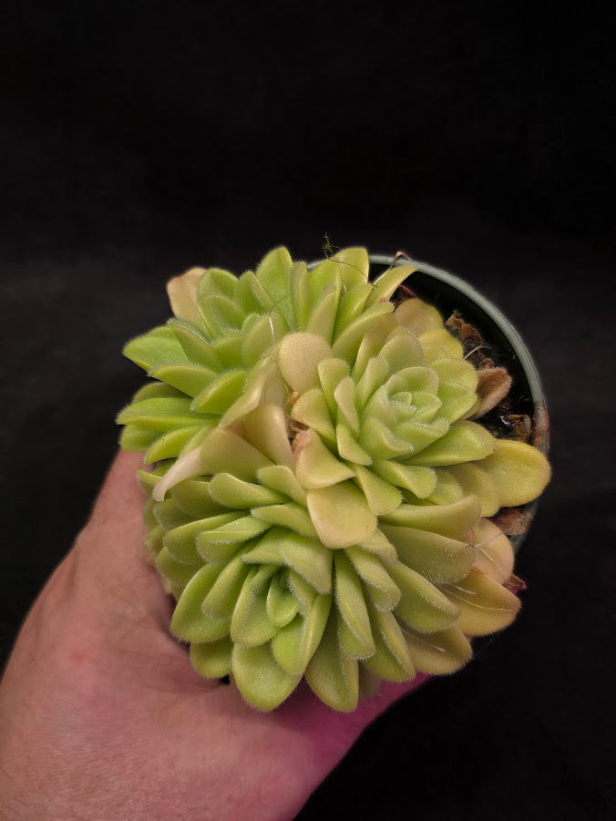 Pinguicula Agnata True Blue #03