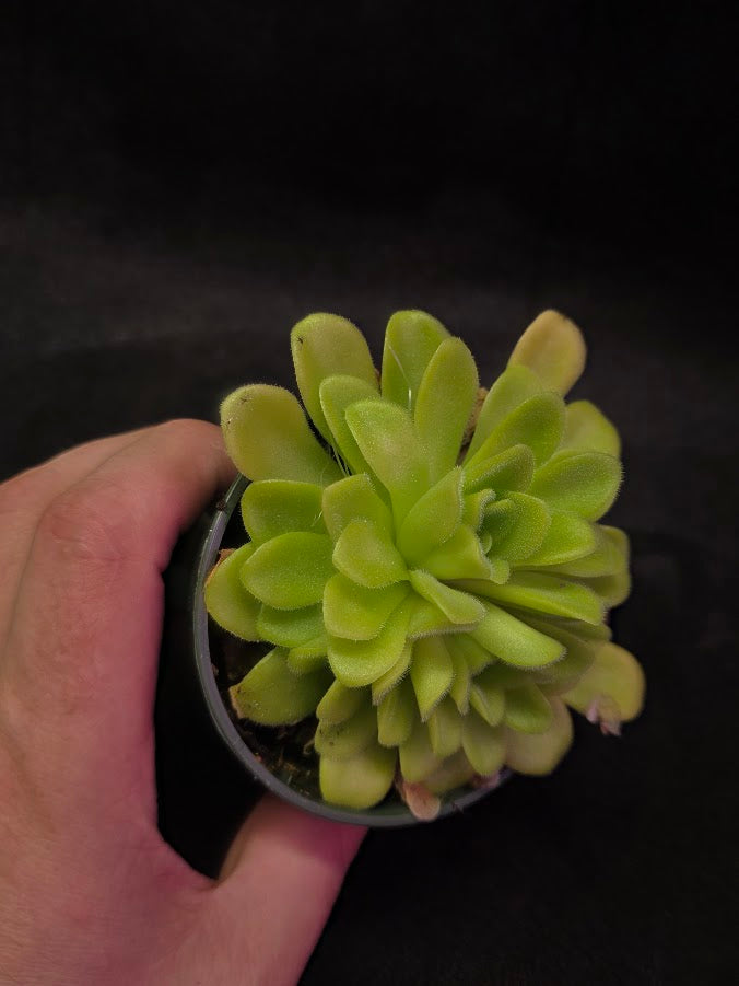 Pinguicula Agnata True Blue #04