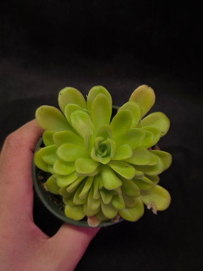 Pinguicula Agnata True Blue #04