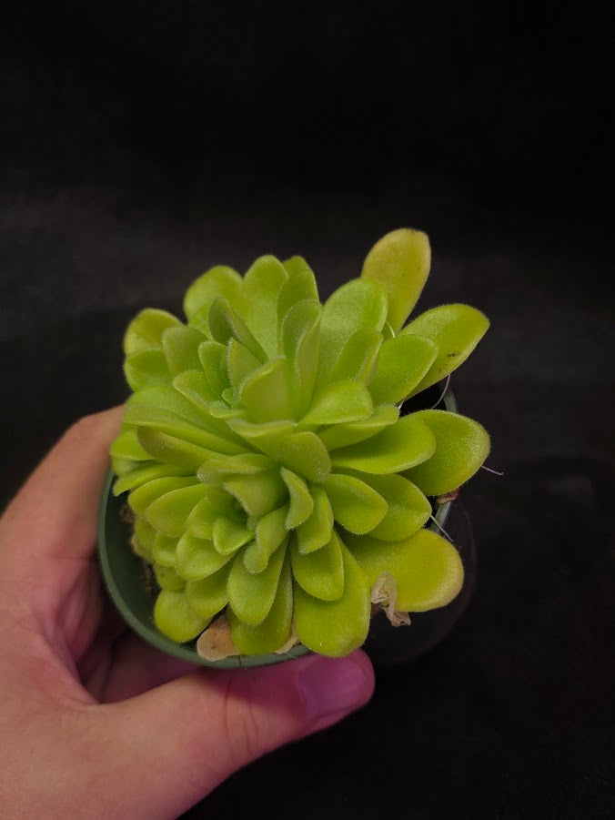 Pinguicula Agnata True Blue #04