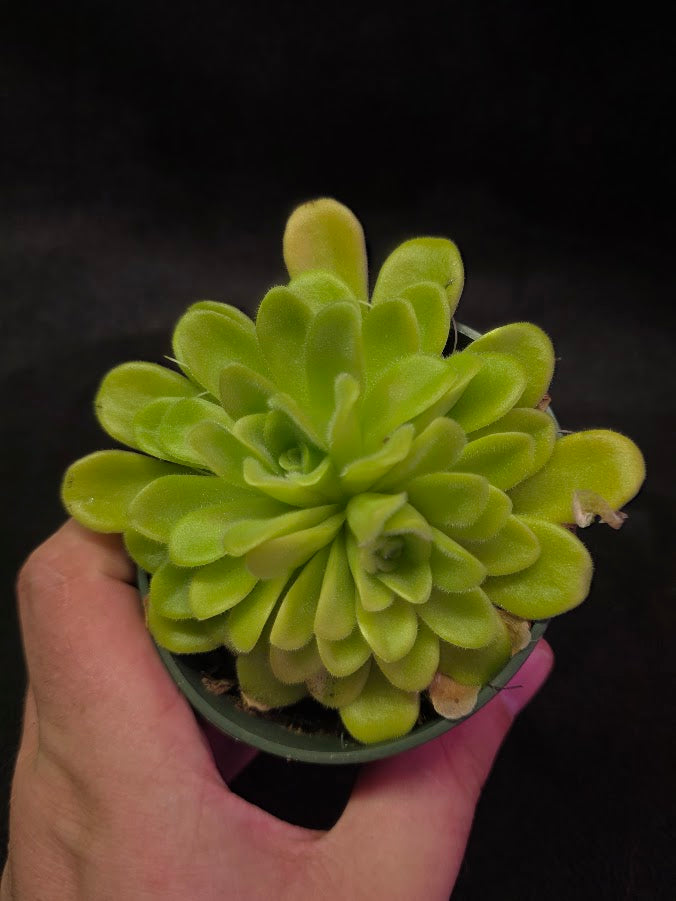 Pinguicula Agnata True Blue #04