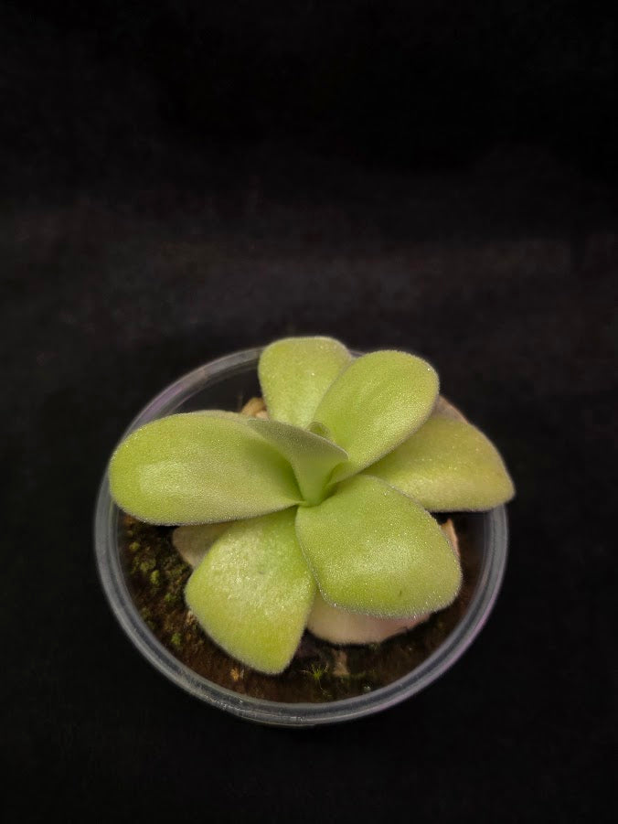 Pinguicula Gigantea #01