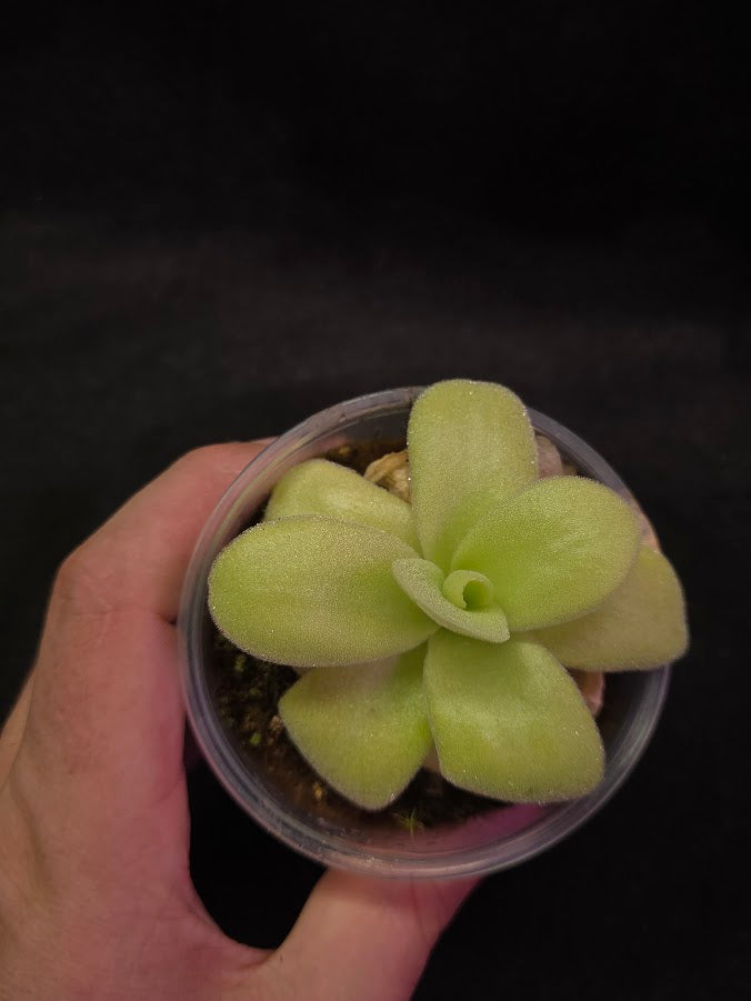 Pinguicula Gigantea #01