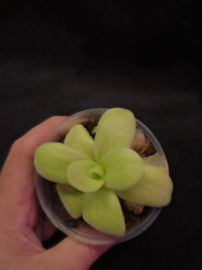 Pinguicula Gigantea #01
