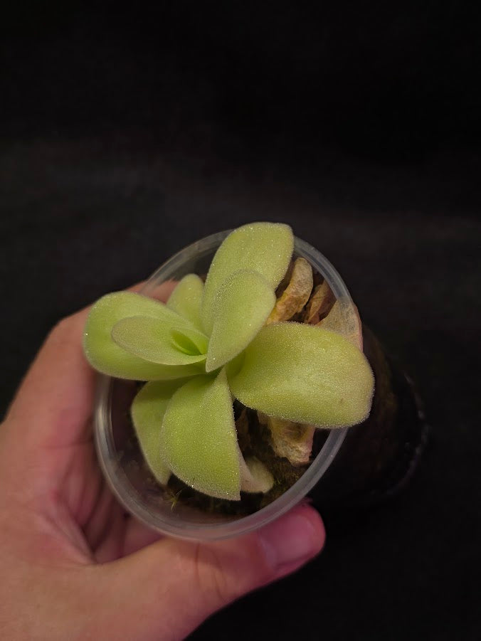Pinguicula Gigantea #01