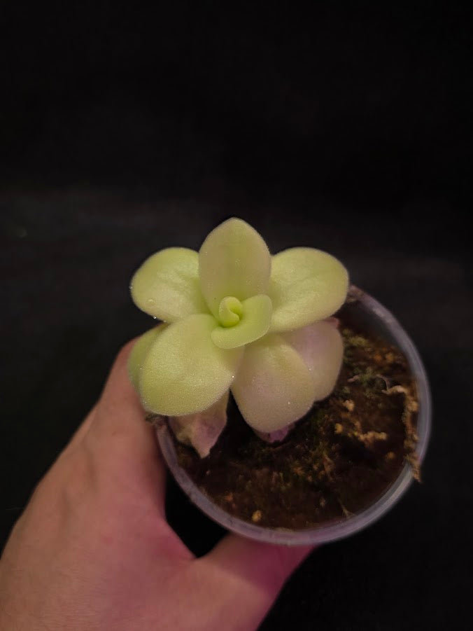 Pinguicula Gigantea #02