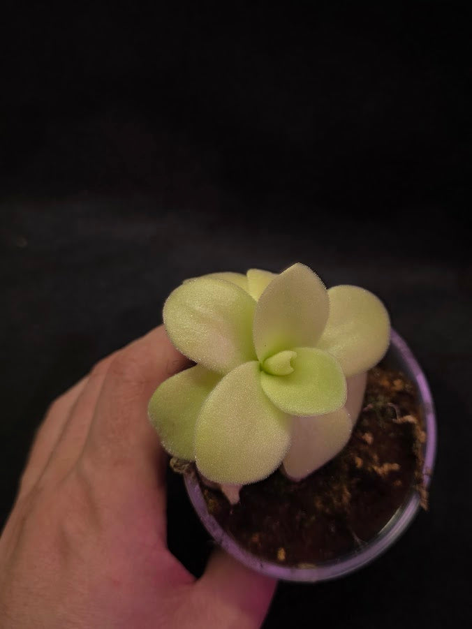 Pinguicula Gigantea #02