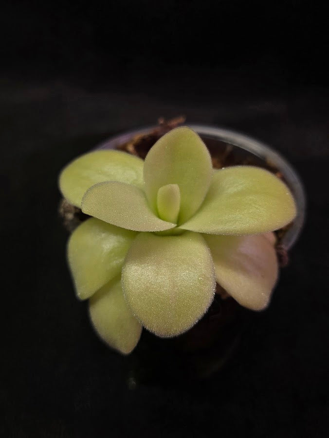 Pinguicula Gigantea #02