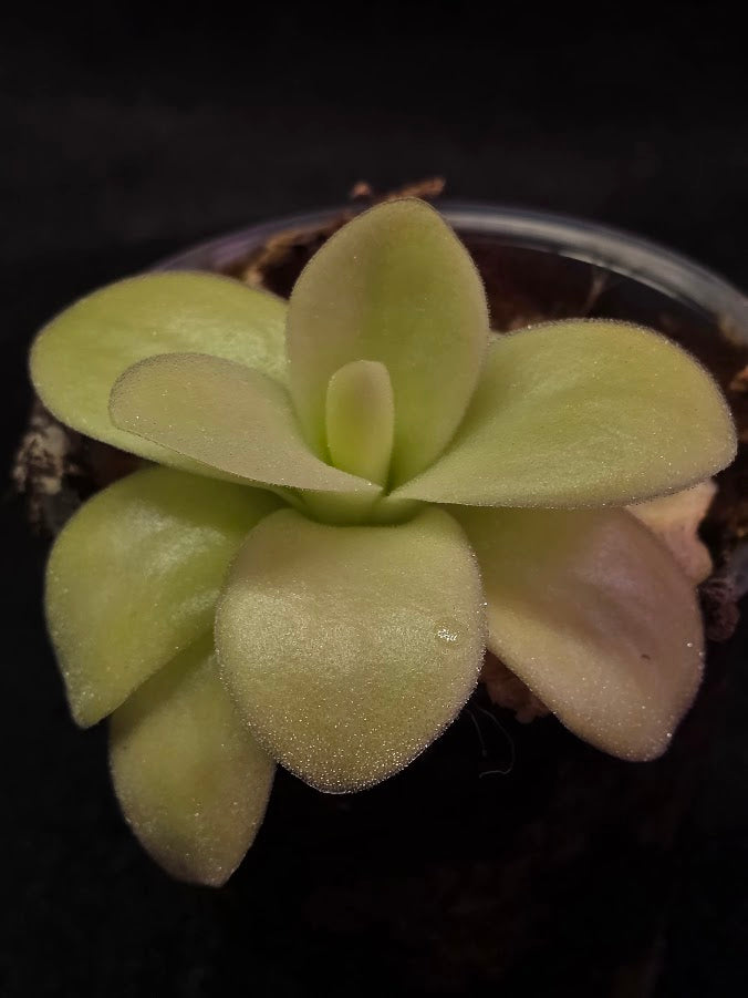 Pinguicula Gigantea #02