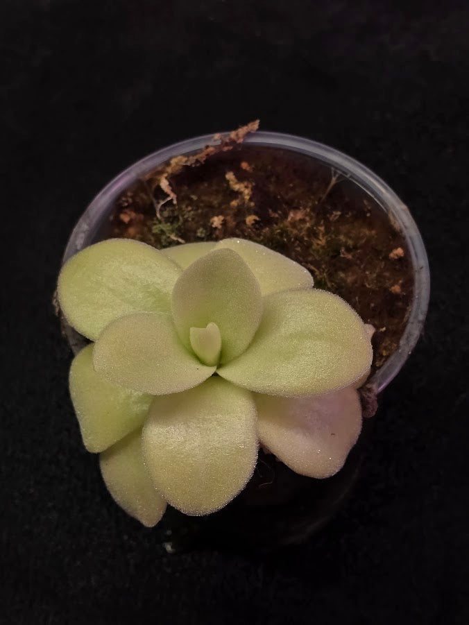 Pinguicula Gigantea #02