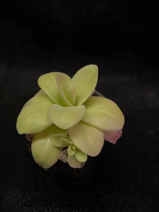 Pinguicula Gigantea #03