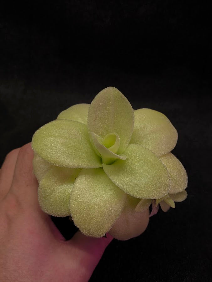 Pinguicula Gigantea #03