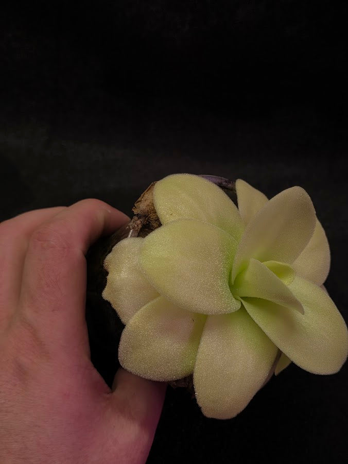 Pinguicula Gigantea #03