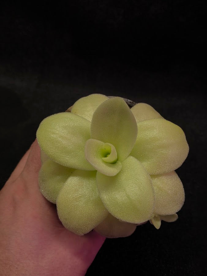 Pinguicula Gigantea #03