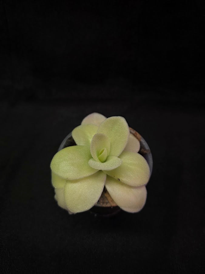 Pinguicula Gigantea #04