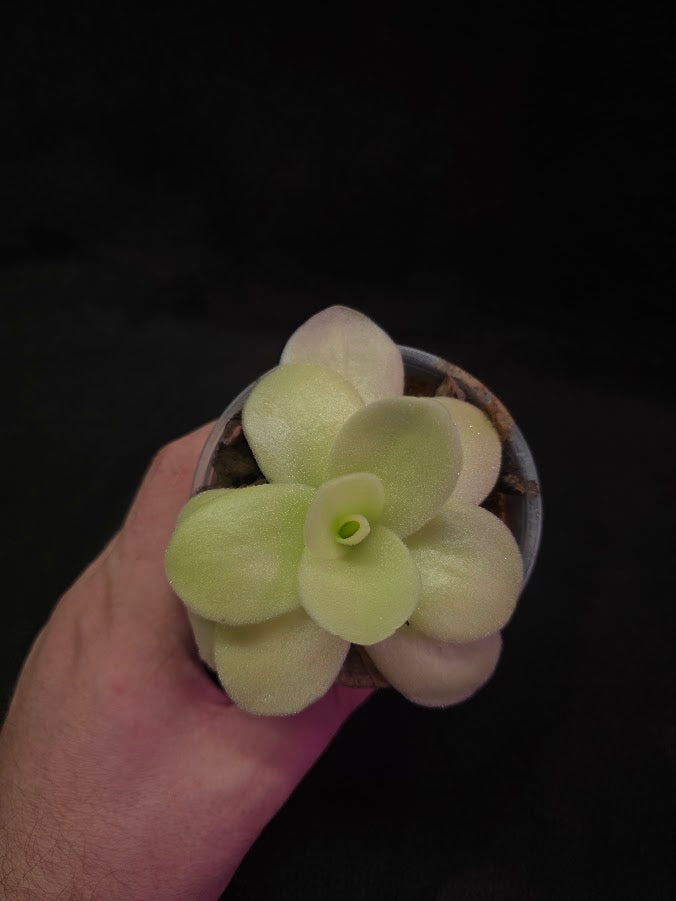Pinguicula Gigantea #04