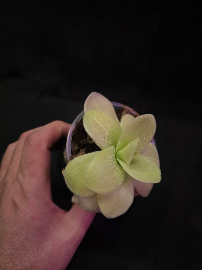 Pinguicula Gigantea #04