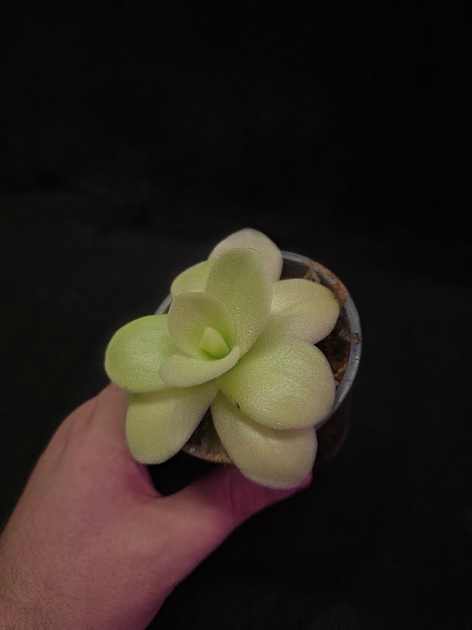 Pinguicula Gigantea #04
