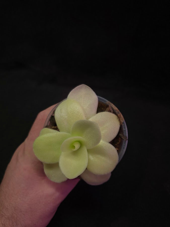 Pinguicula Gigantea #04