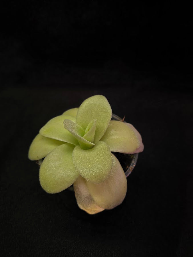 Pinguicula Gigantea #05